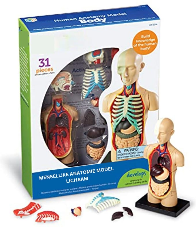 Anatomie Model - Anatomisch Model - Anotomie Torso
