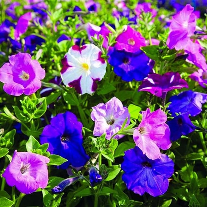 Petunia zaden - Petunia Nana Compacta gemengd