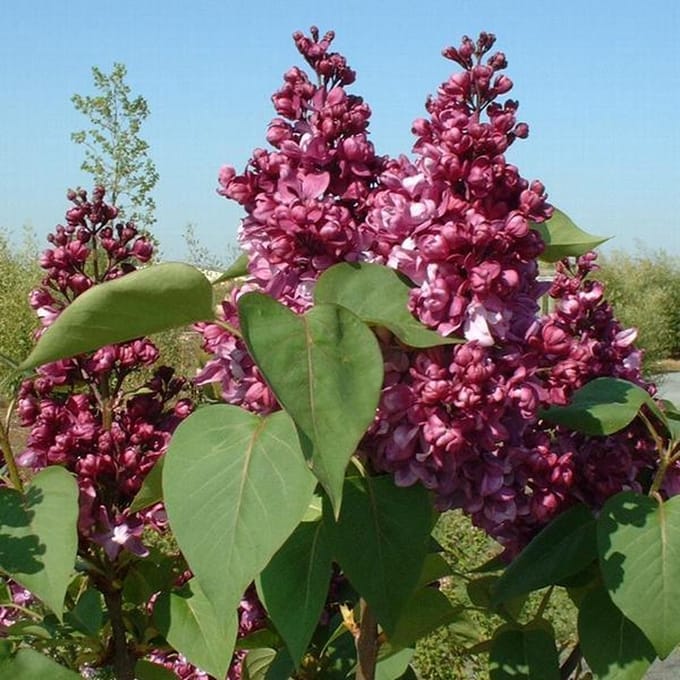 Syringa Vulgaris 'Mrs Edward Harding' - Gewone sering 40-60 cm pot