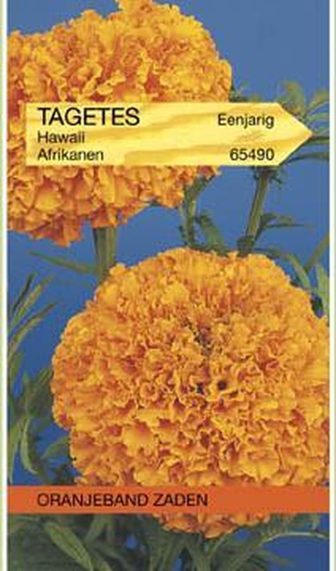 Tagetes, Afrikaan Hawaii