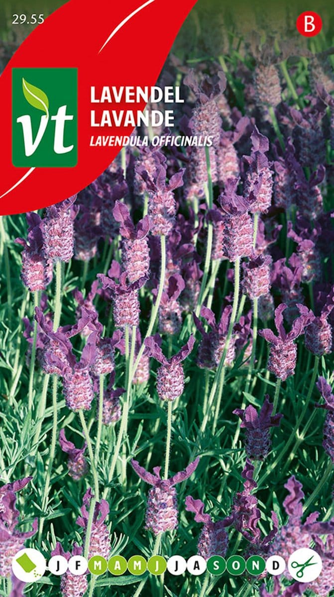 Lavendel Zaden - Aromatisch Kruid voor Tuin en Decoratieve Bloei