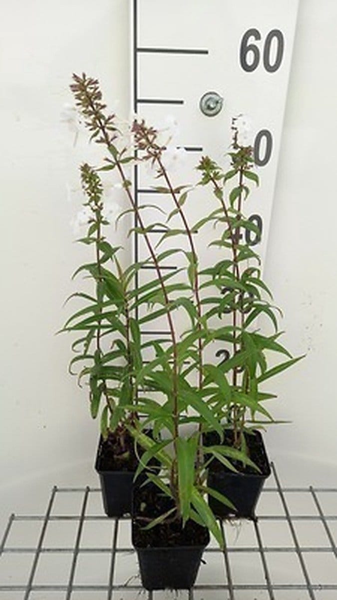 6x Vlambloem - Phlox (m) 'Omega' | 9x9 cm pot
