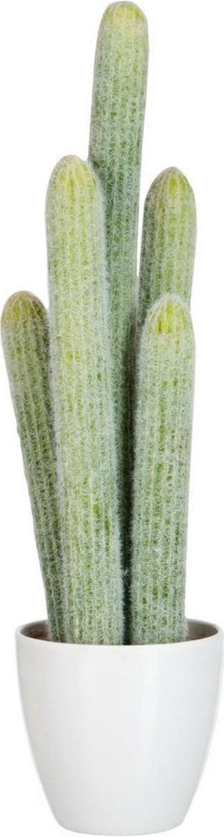 Dulaire Nep Cactus Groot 54 cm
