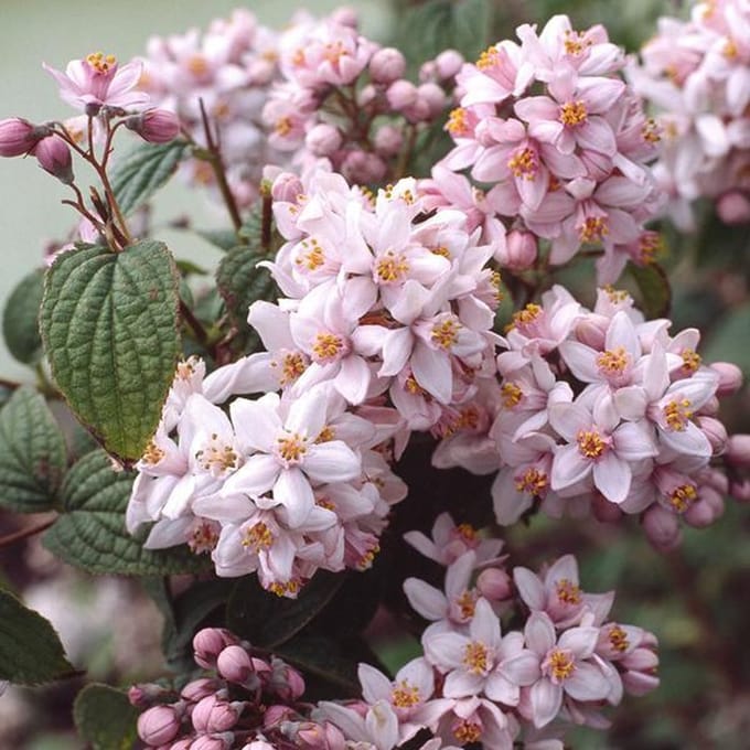 Deutzia hybrida 'Mont Rose' - Bruidsbloem 40-60 cm in pot