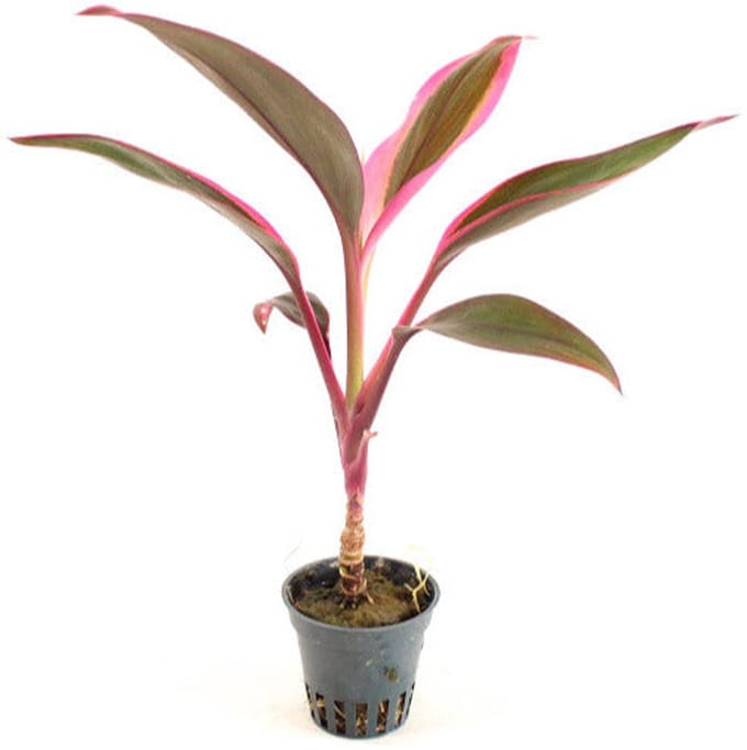 Aquaflora Cordyline Red Edge | in 5 cm pot
