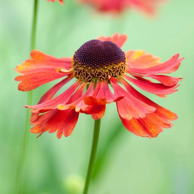 6 x Helenium 'Moerheim Beauty' - Zonnekruid pot 9x9cm