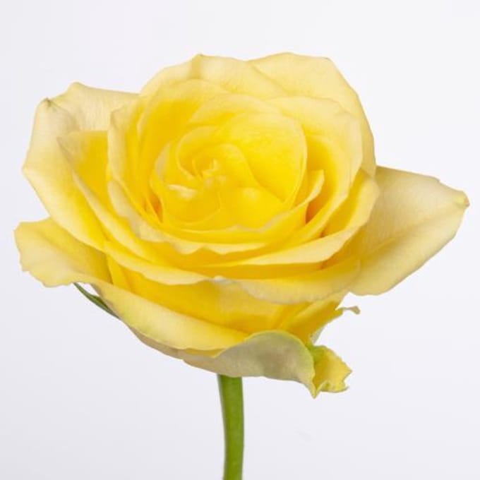 10x Rosa minion rose 50cm