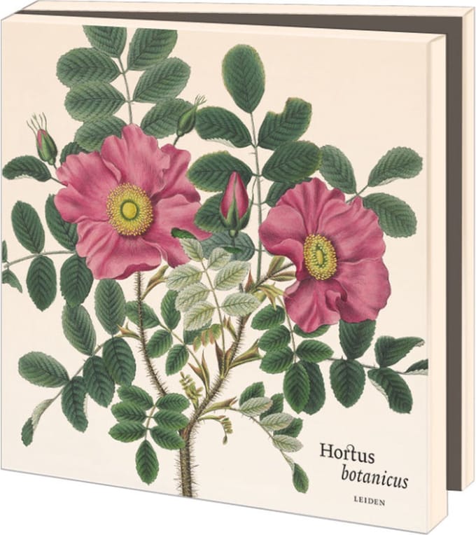 Kaartenmapje met env, vierkant: Siebold, Hortus Leiden