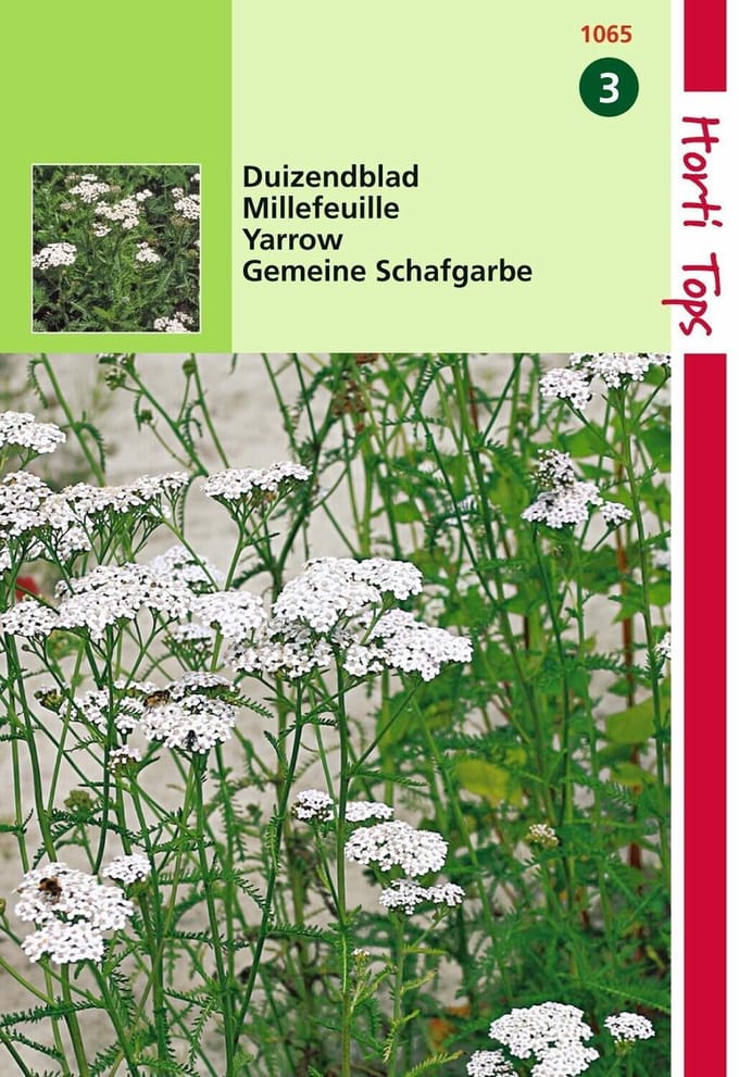 2 stuks - Hortitops - Duizendblad