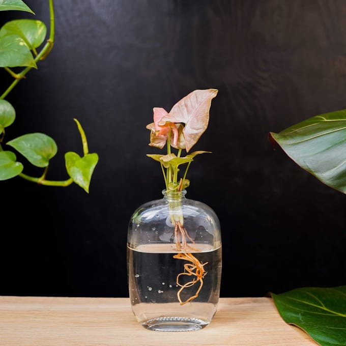 Santiago | Hydroponie | Muurdecoratie |Transparant glas |Syngonium Neon