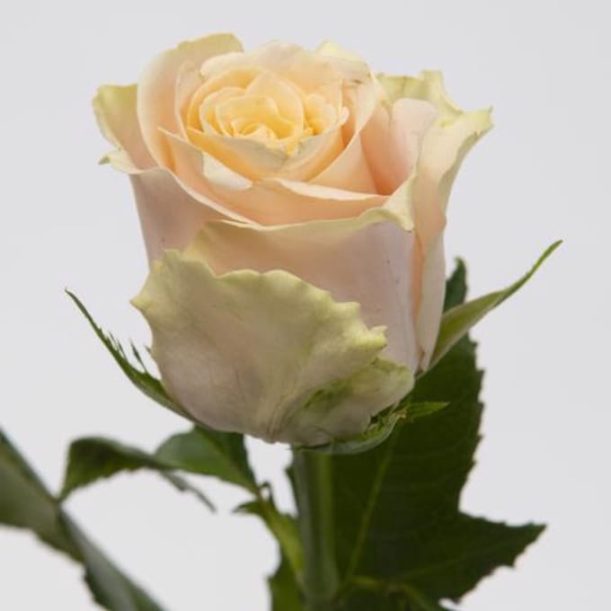 20x Rosa charmant 30cm