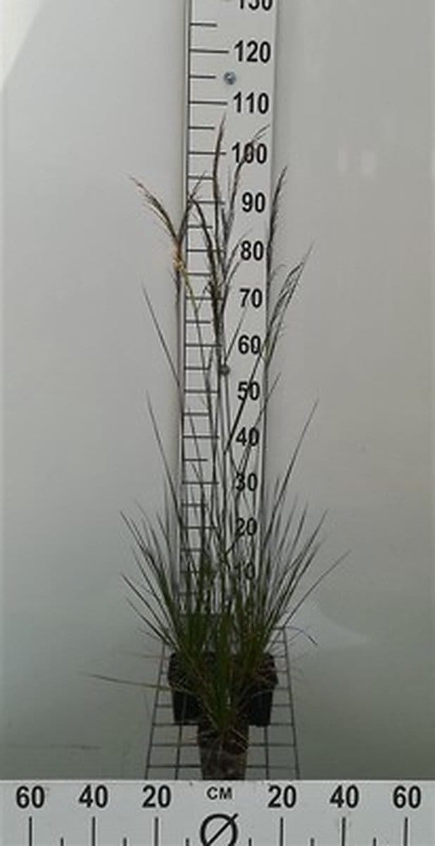 6x Ruwe smele - Deschampsia cesp. 'Goldschleier' | 9x9 cm pot