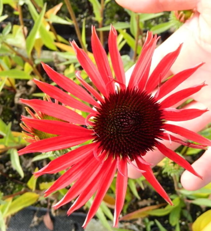 6x Zonnehoed - Echinacea purp. 'Hot Lava' | 9x9 cm pot