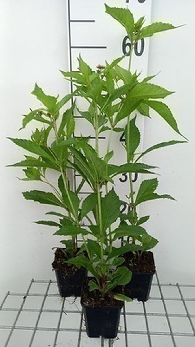 6x Leverkruid - Eupatorium hybr. 'Mask' | 9x9 cm pot