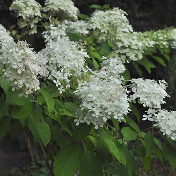 Pluimhortensia - Hydrangea paniculata 'Phantom' - 40-50 cm