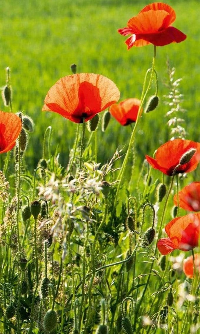 Fotobehang - Poppy Field 150x250cm - Vliesbehang