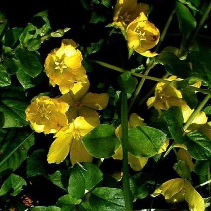6 x Lysimachia Nummularia - Penningkruid pot 9x9cm