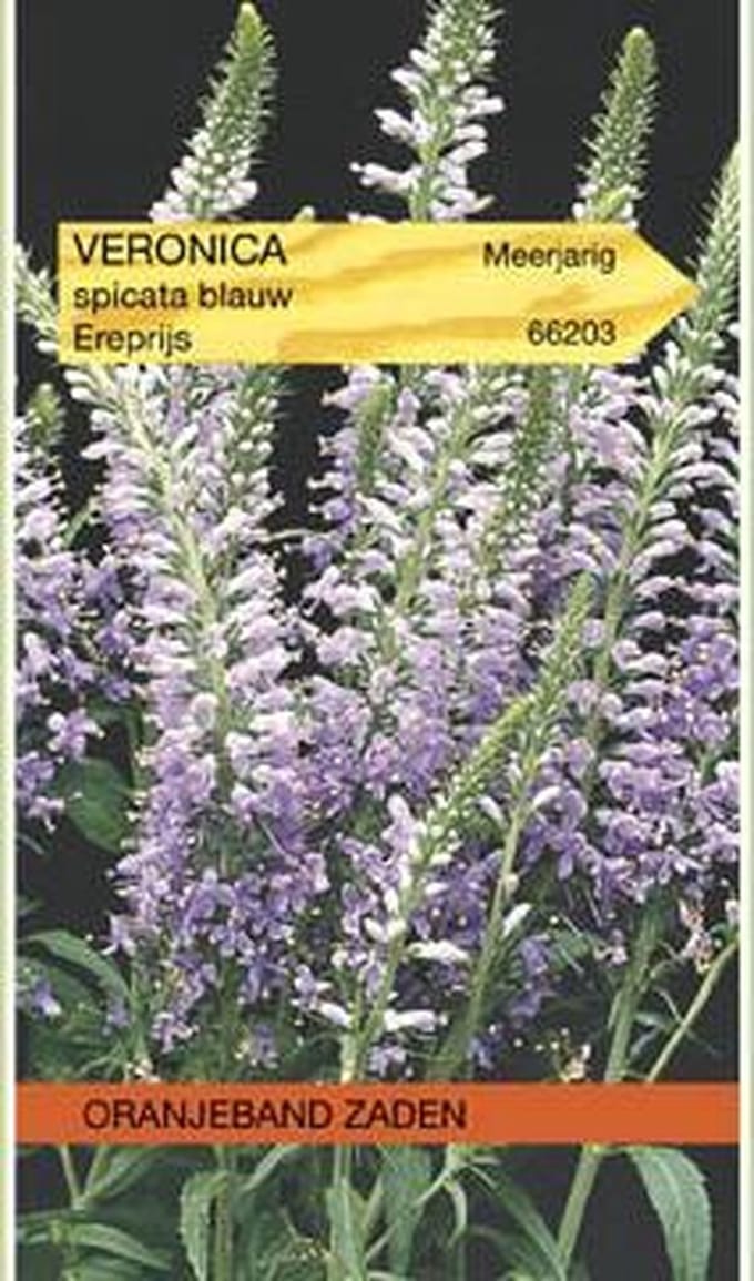 Veronica, Ereprijs, blauw
