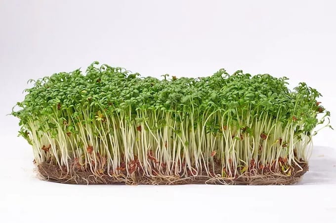 Microgreens Seeds 1 kg - Tuinkers Microgroenten Zaden 1 kg Green Chief