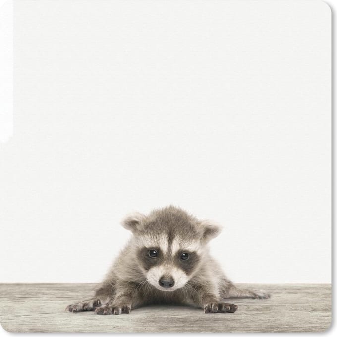 Muismat 20x20 cm - Mousepad Dieren - Wasbeer - Wit - Baby - Muismatten