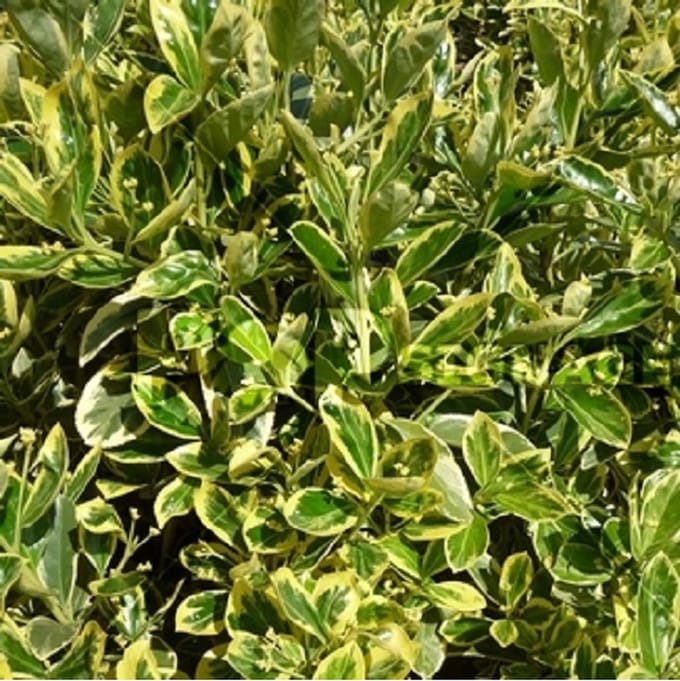 Kardinaalsmuts - Euonymus japonicus 'Susan' - 20-30 cm