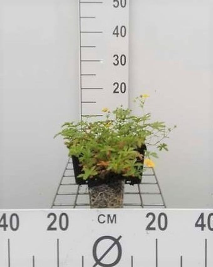 6x Ganzerik - Potentilla aurea | 9x9 cm pot
