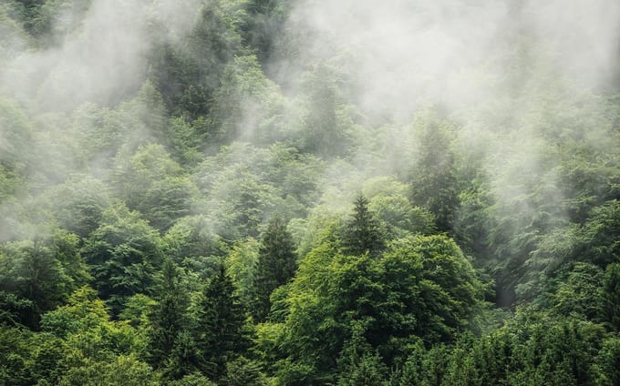 Fotobehang - Forest Land 400x250cm - Vliesbehang