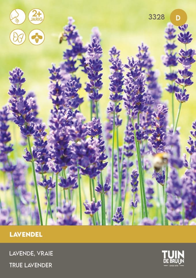 Tuin de Bruijn Lavendel Vera – 700 Zaden – Lavandula angustifolia