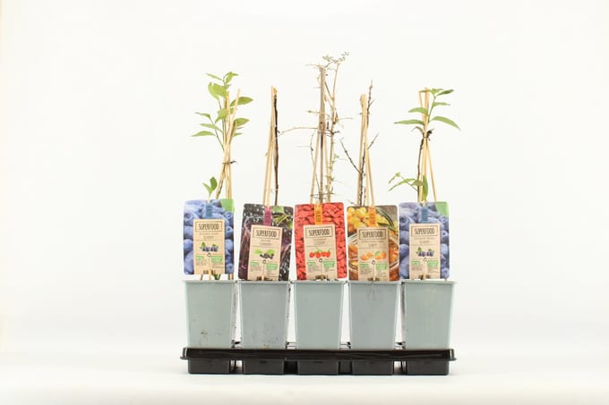 Mini Superfood Fruitmix - Set van 5 Verschillende soorten fruit - hoogte 50 cm
