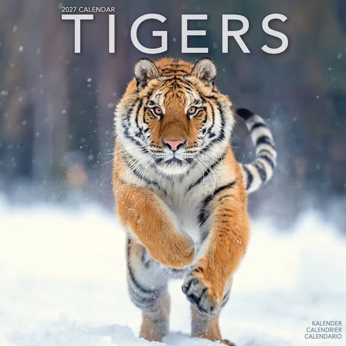Tijger Kalender 2027