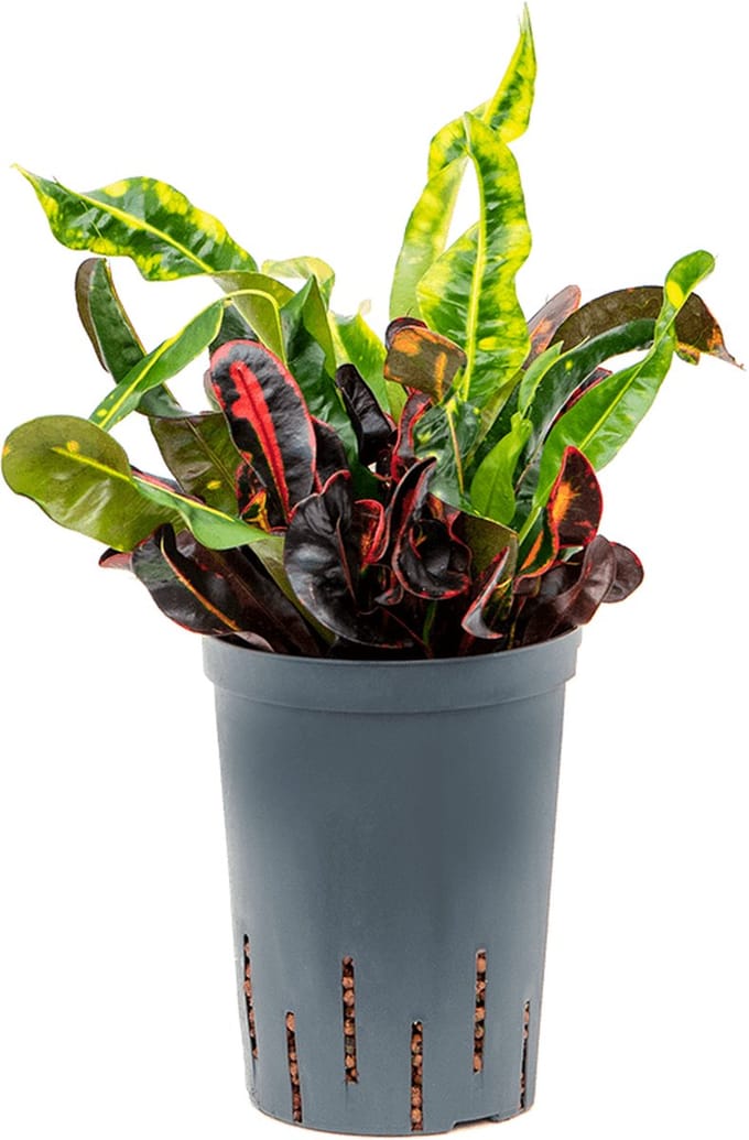 Hydroplant Croton (Codiaeum) Variegatum Mammi