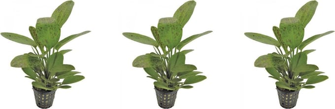 Levende aquariumplant - Echinodorus ozelot - groen - 5 cm pot per 3 stuks