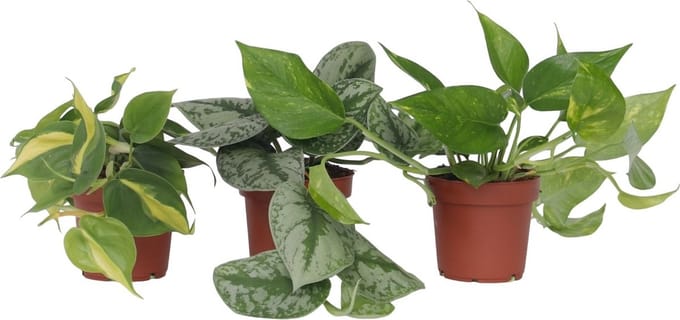 Epipremnum Mix - Set van 3 - Kamerplanten - Pot 12cm - Hoogte 25-40cm
