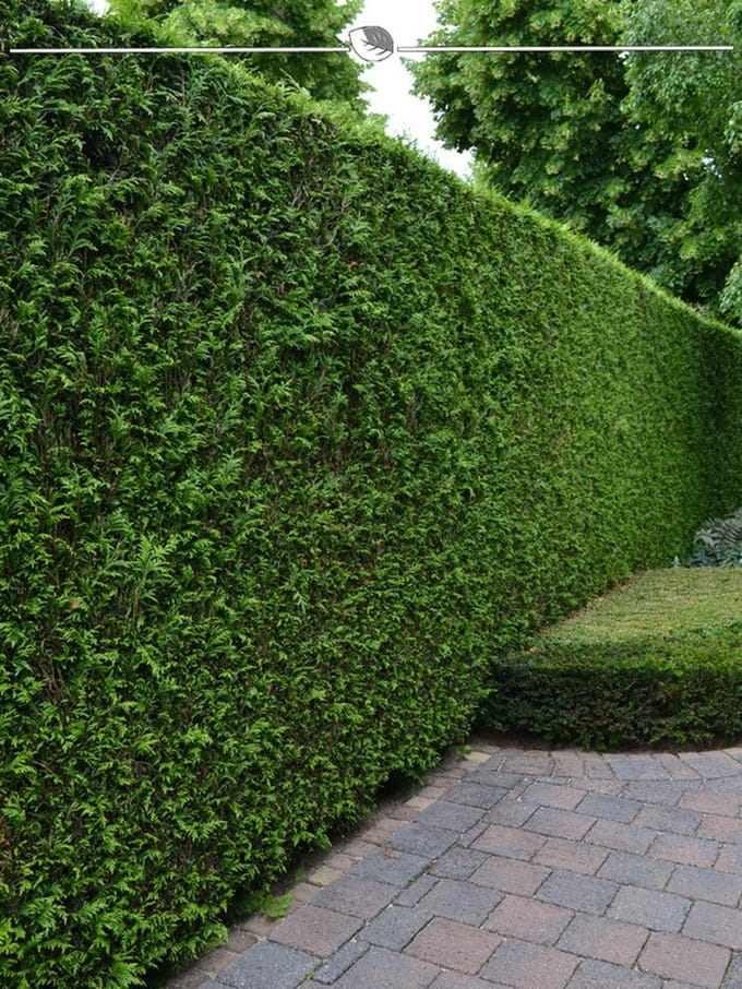 Westerse Levensboom Thuja Brabant 100-120 cm, 12x Haagplant