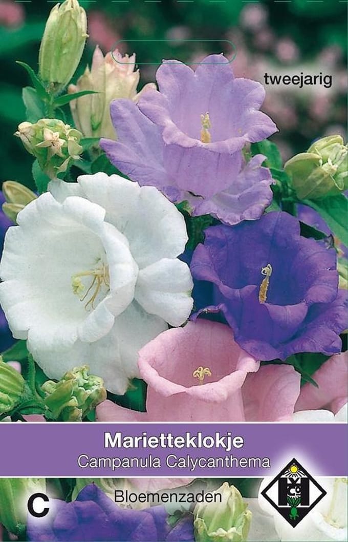 Van Hemert & Co - Marietteklokje Calycanthema (Campanula medium)