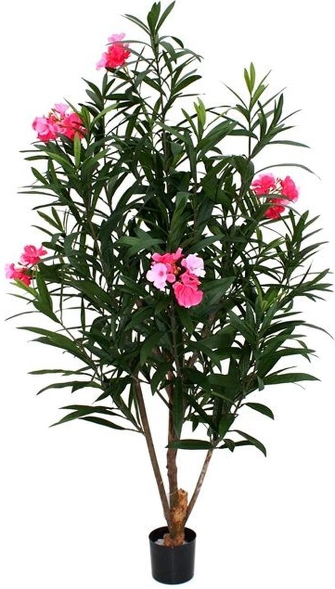 Oleander Deluxe 150cm rose