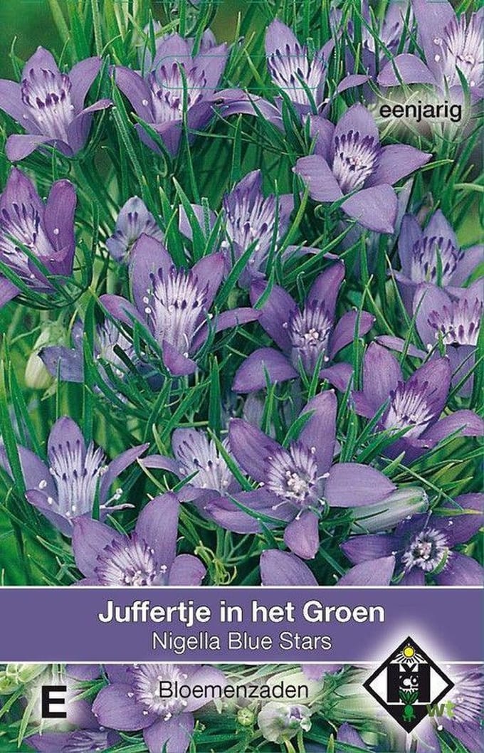 Van Hemert - Juffertje In Het Groen Blue Stars (Nigella)