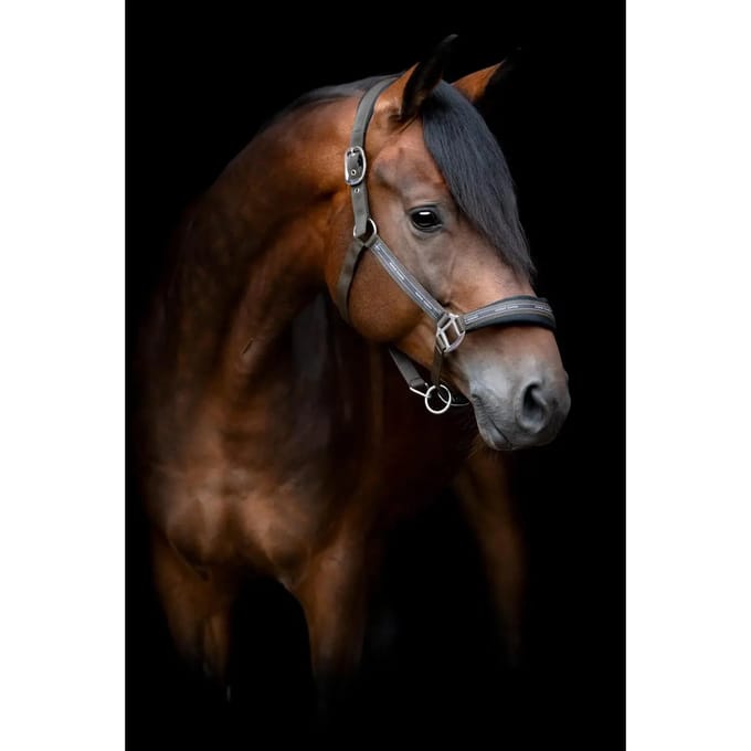 Halster voor pony HorseGuard Maison
