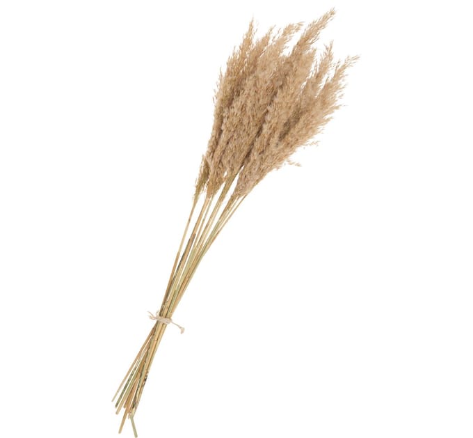 Pampasvaren naturel