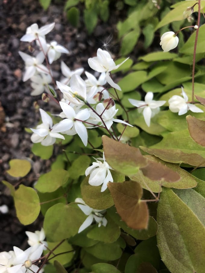 6x Elfenbloem - Epimedium Youngianum 'Niveum' | 9x9 cm pot