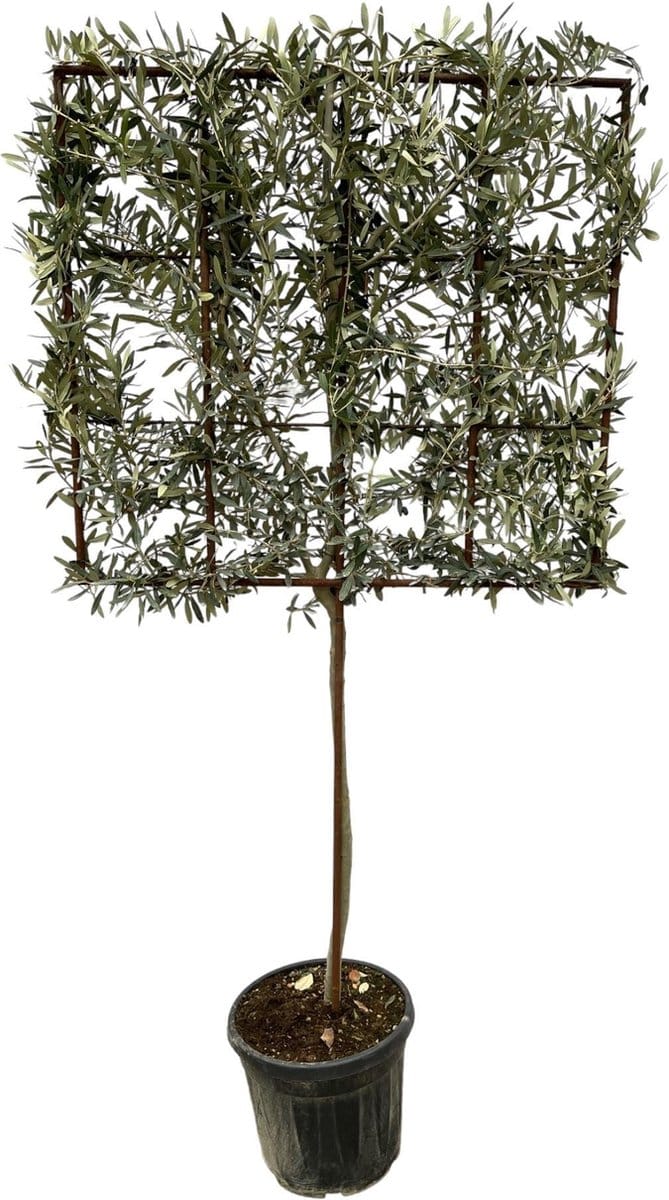 Olea Europaea boom op rek - 225 cm - Ø40cm
