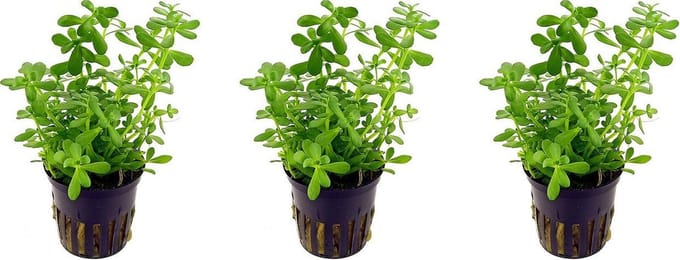 Levende aquariumplant Bacopa Monerii 5 cm pot per 3 stuks