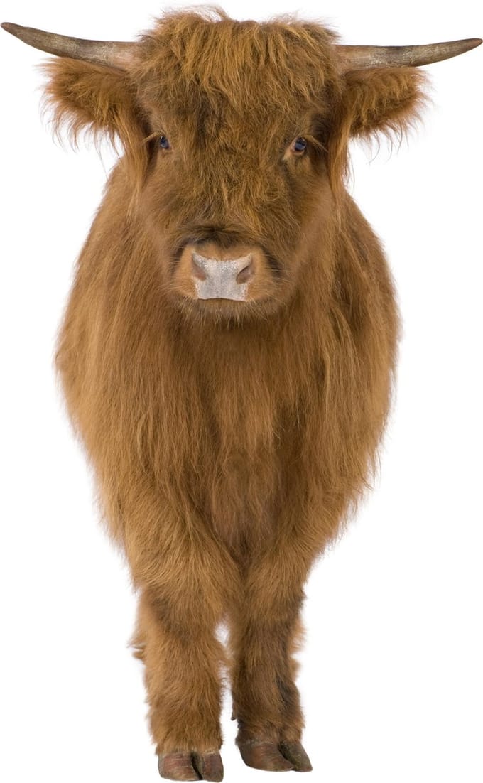 Muursticker Schotse Hooglander