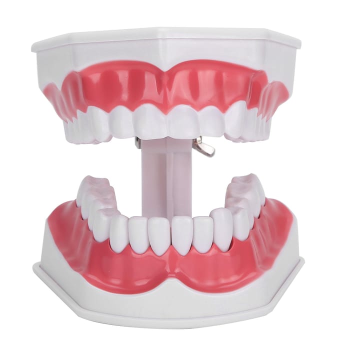 Tanden Onderwijs Model 2X Vergroot Tanden Model Tandarts Onderwijs Trainingstool white