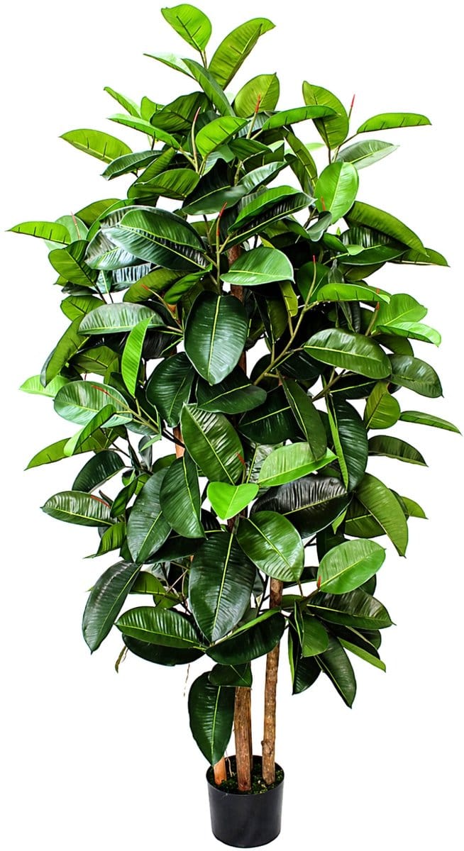 Ficus Kunstplant Elastica 180cm