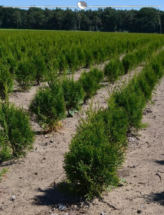 Westerse Levensboom Thuja Smaragd 60-80 cm, 5x Haagplant