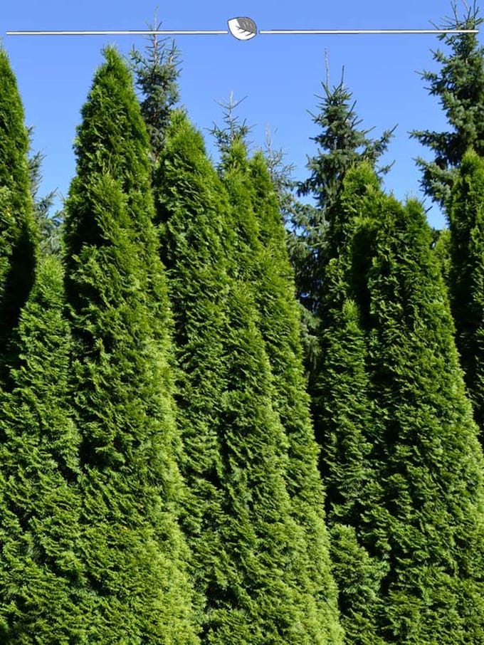 Westerse Levensboom Thuja Smaragd 180-200 cm, 4x Haagplant