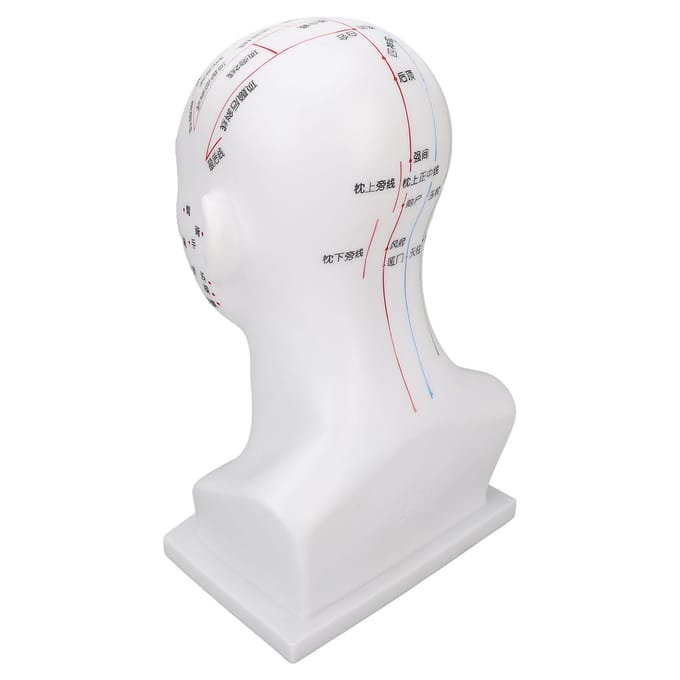 Acupunctuurpunt Hoofdmodel PVC Wit Gezicht Massage Meridianen Hoofdmodel Onderwijs Requisieten 11,8 Inch white