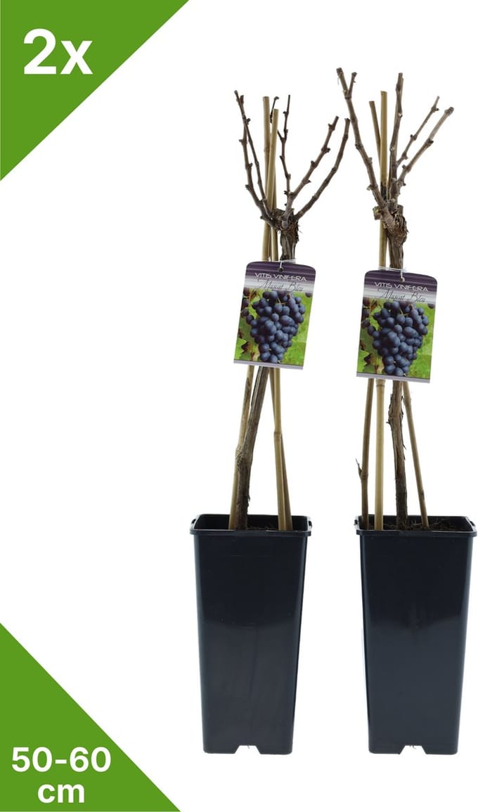 GARDENZO - Druif Blauw in 2 liter pot - 50-60 cm set van 2