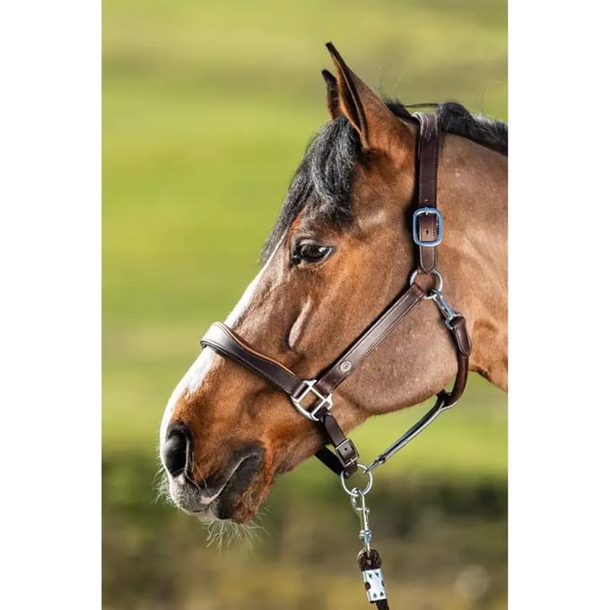 Lederen halster voor paarden HFI Two-Tone